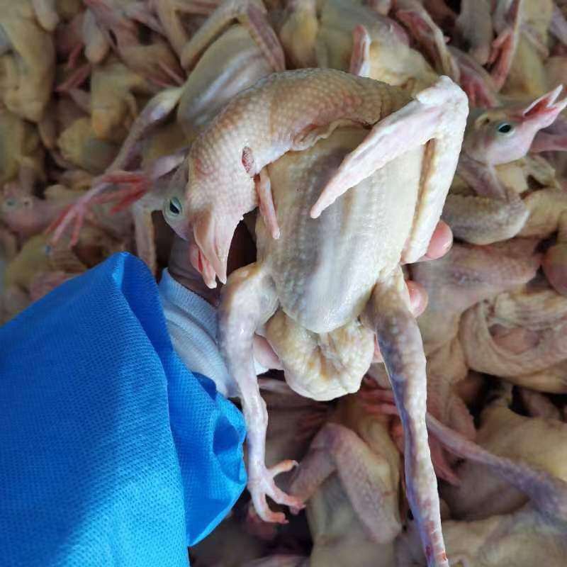 河北无极县乳鸽大量供应，一手货源，价格美丽售后无优