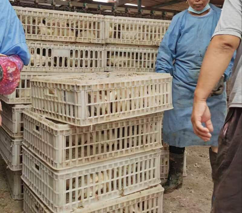 河北无极县乳鸽大量供应，一手货源，价格美丽售后无优