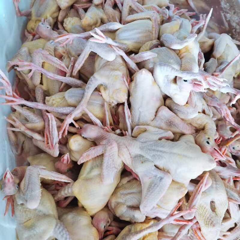 河北无极县乳鸽大量供应品质保证价格美丽售后无忧欢迎选购