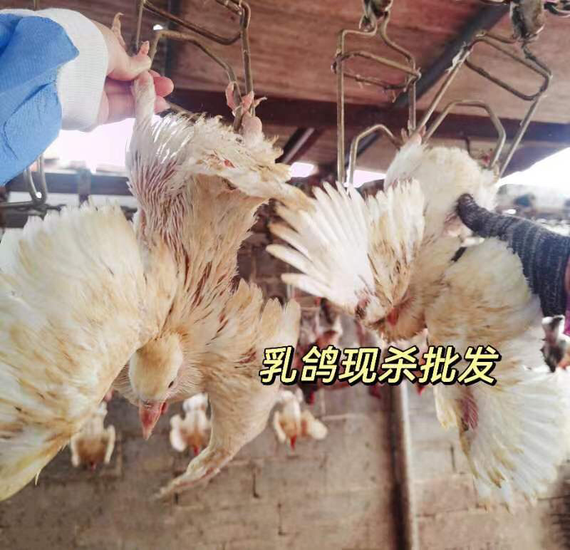 河北无极县乳鸽大量供应品质保证价格美丽售后无忧欢迎选购