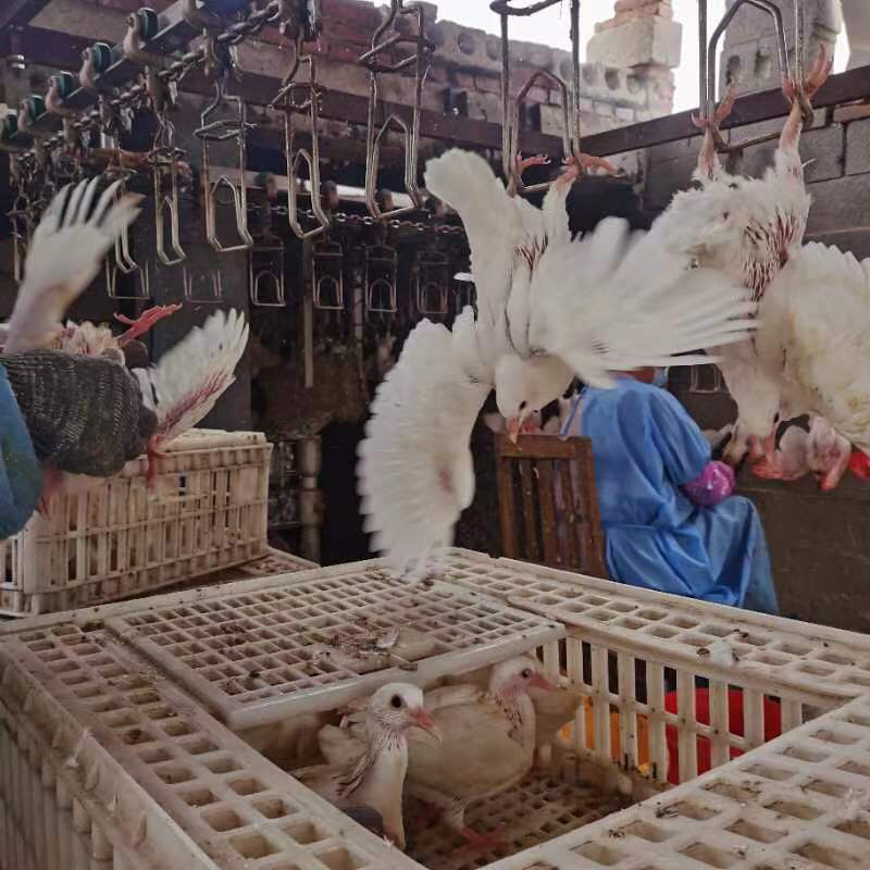 河北无极县乳鸽大量供应品质保证价格美丽售后无忧欢迎选购