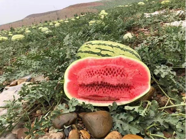 一幅科学风格的插画,展示西瓜红瓤细胞的微观结构,细胞内布满红色颗粒状的番茄红素结晶,液泡清晰可见,周围环绕着浅色细胞壁结构,配有简要标注说明主要营养成分分布 西瓜果肉显微结构示意图