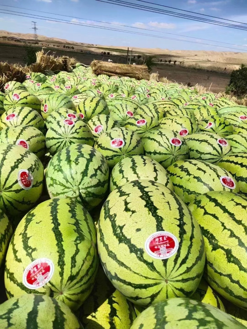 宁夏西瓜石头瓜金花西瓜硒砂瓜产地一手货源量大价优全国发