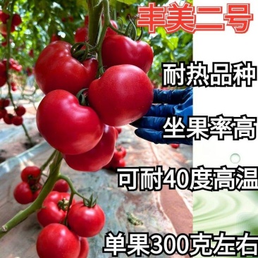 丰美二号西红柿苗番茄苗耐热西红柿苗抗病毒大果西红柿苗