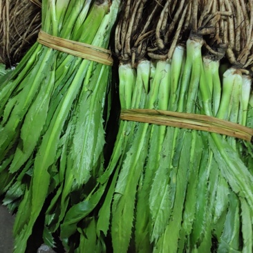 大芫荽也叫刺芫荽（大叶香菜）