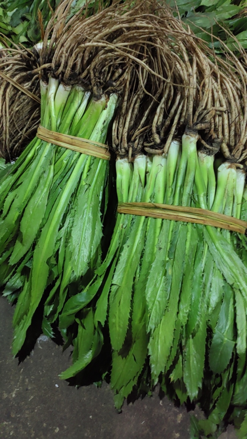 大芫荽也叫刺芫荽（大叶香菜）