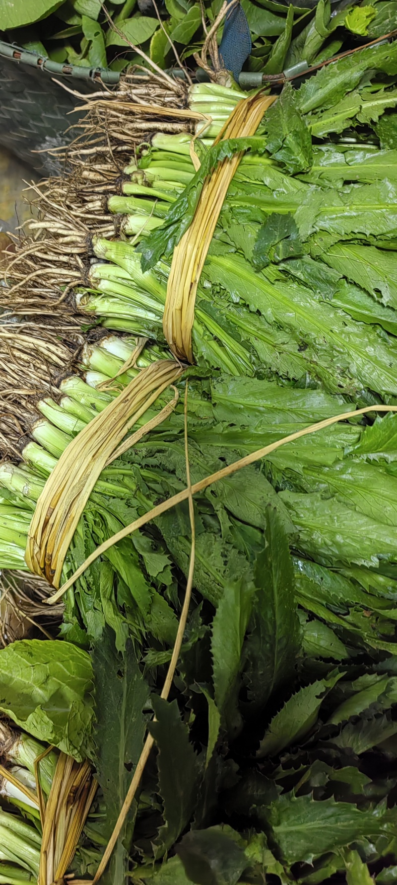 大芫荽也叫刺芫荽（大叶香菜）
