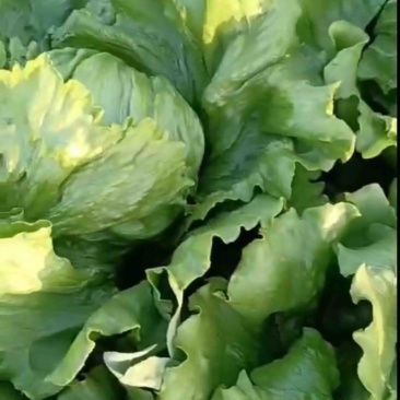 球生菜上市，坝上各种蔬菜上市中