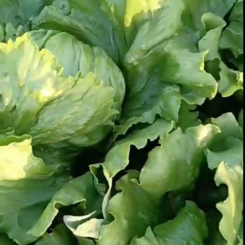 球生菜上市，坝上各种蔬菜上市中