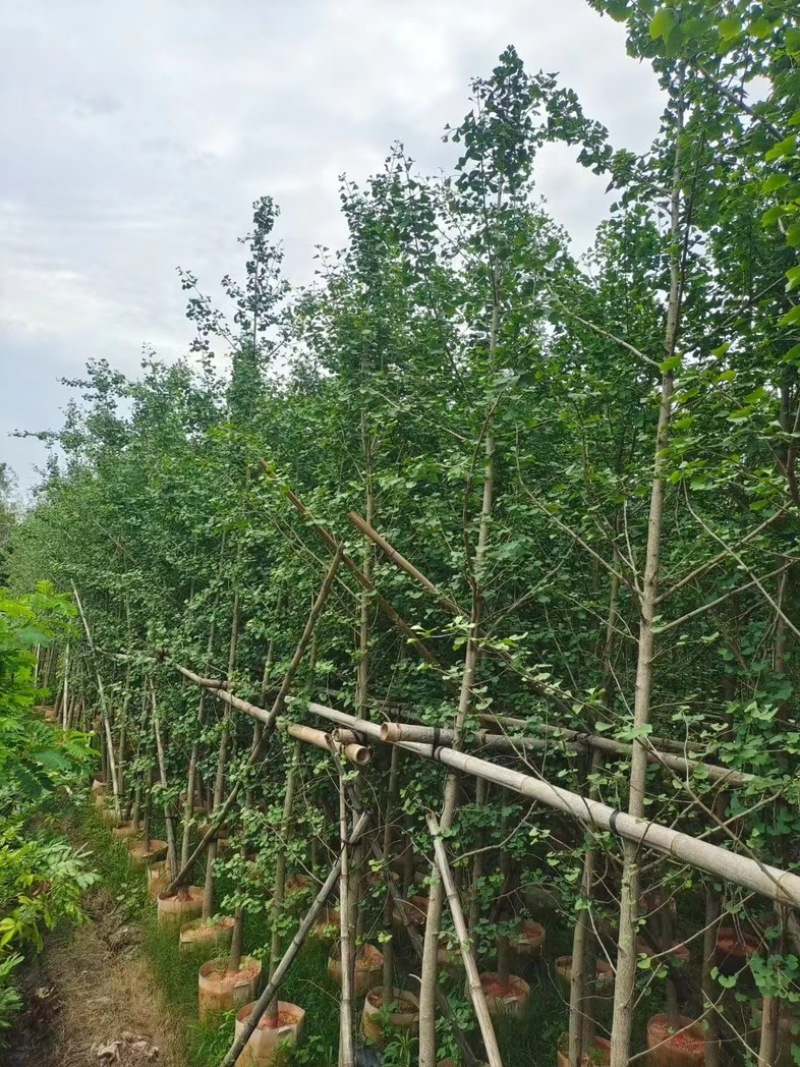 银杏树3～12公分基地直销规格齐全欢迎老板来电咨询