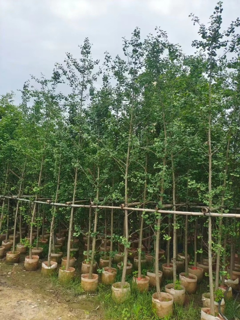 银杏树3～12公分基地直销规格齐全欢迎老板来电咨询