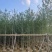 银杏树3～12公分基地直销规格齐全欢迎老板来电咨询