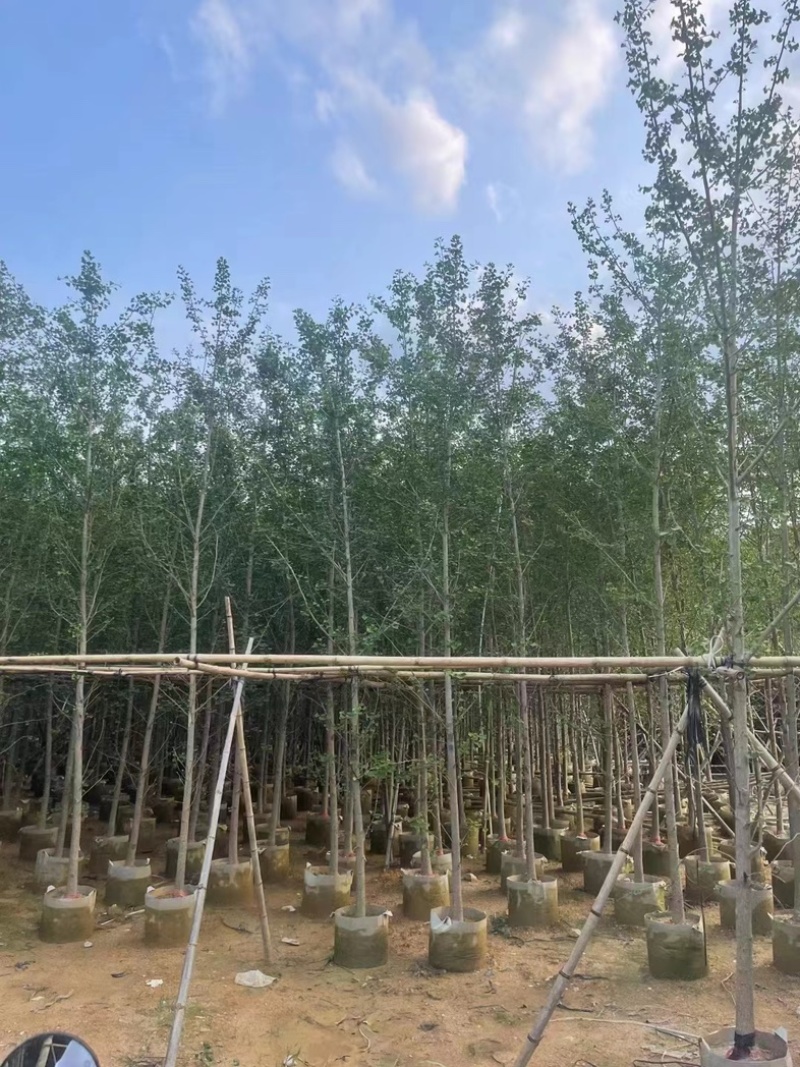 银杏树3～12公分基地直销规格齐全欢迎老板来电咨询