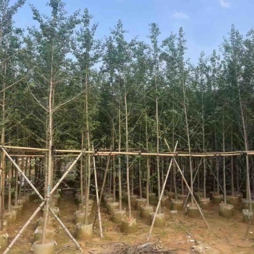 银杏树3～12公分基地直销规格齐全欢迎老板来电咨询