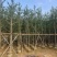 银杏树3～12公分基地直销规格齐全欢迎老板来电咨询
