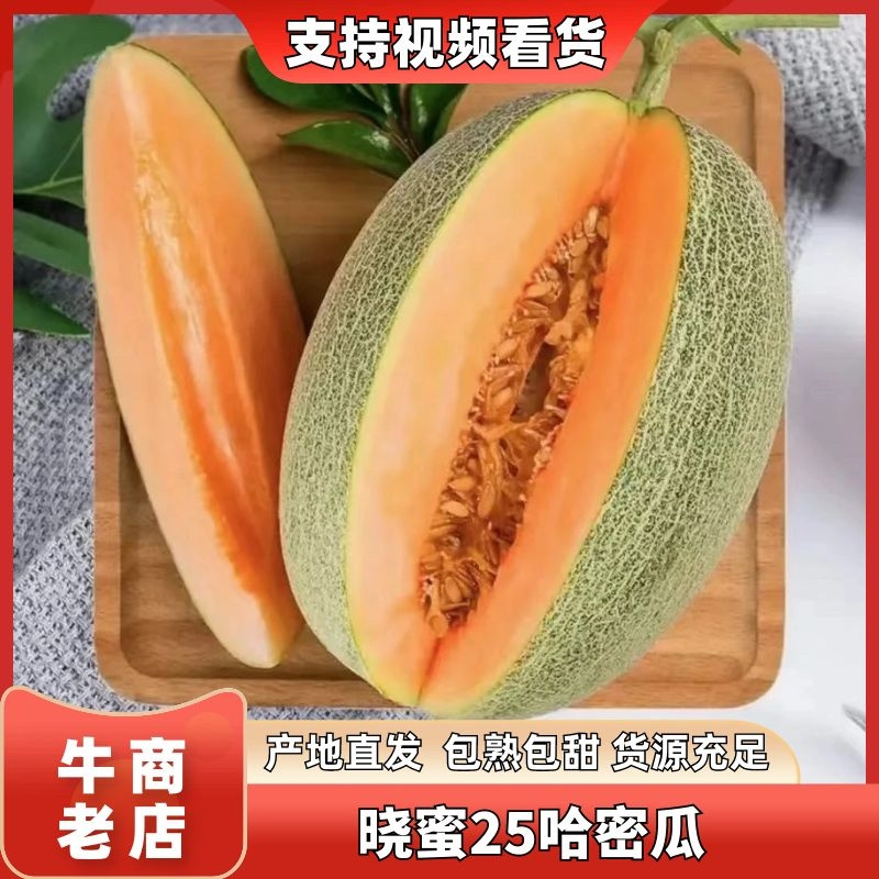 【精品】精品晓蜜25号哈密瓜产地直发价格美丽欢迎洽谈