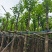 截杆宫粉紫荆5～15公分基地直销规格齐全欢迎老板来电