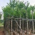 截杆宫粉紫荆5～15公分基地直销规格齐全欢迎老板来电