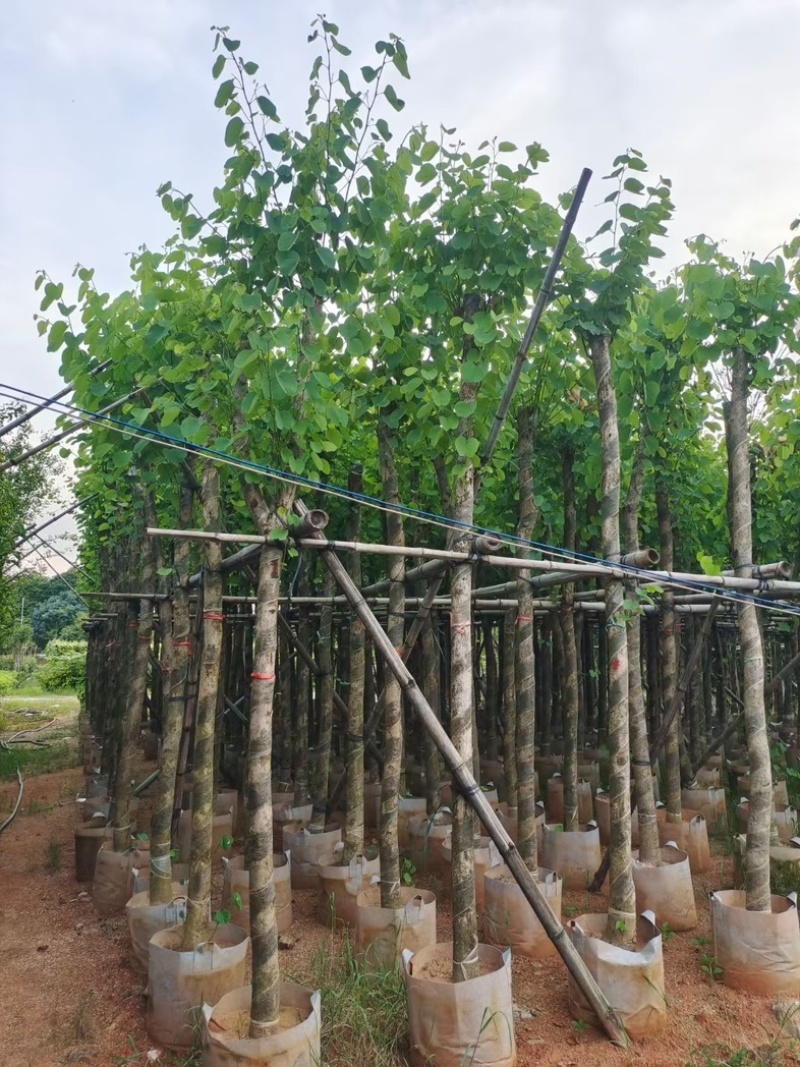 截杆宫粉紫荆5～15公分基地直销规格齐全欢迎老板来电