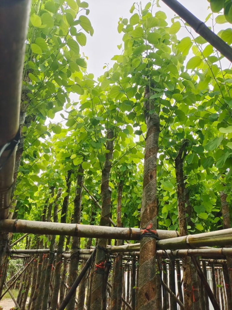 截杆宫粉紫荆5～15公分基地直销规格齐全欢迎老板来电