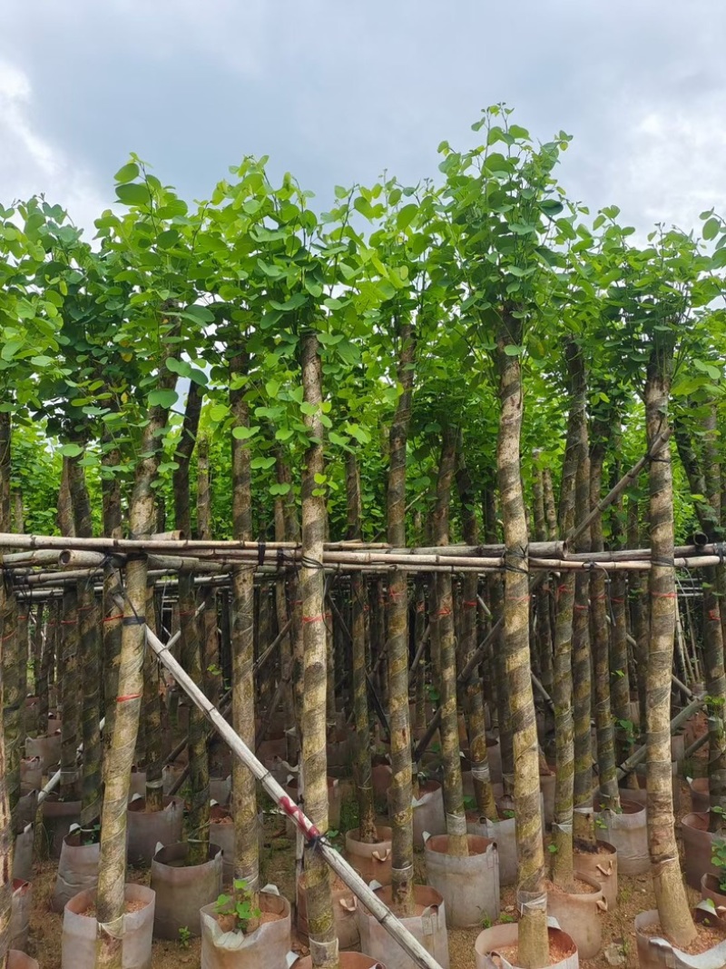 截杆宫粉紫荆5～15公分基地直销规格齐全欢迎老板来电