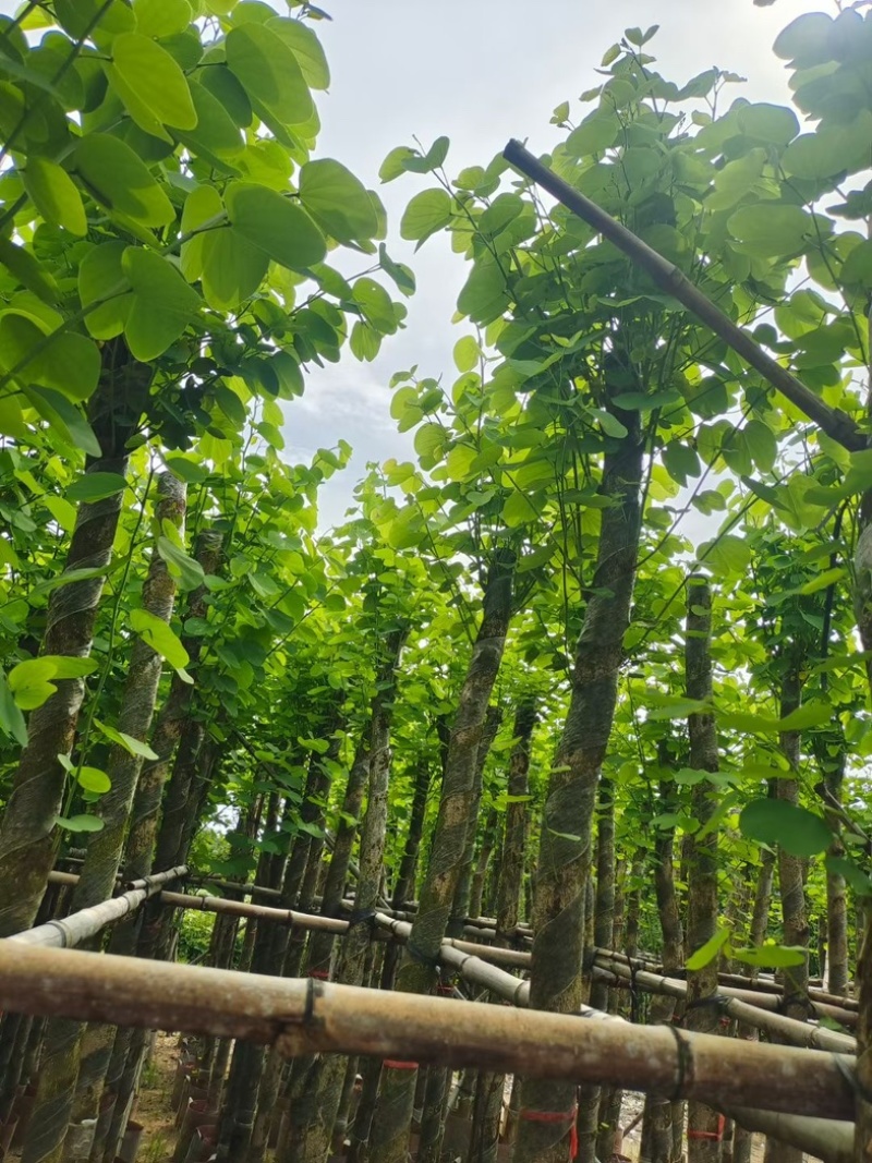 截杆宫粉紫荆5～15公分基地直销规格齐全欢迎老板来电