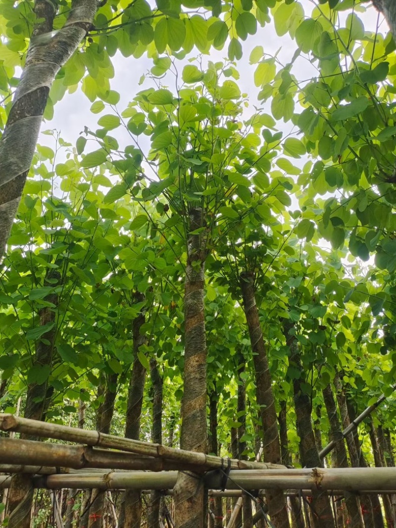截杆宫粉紫荆5～15公分基地直销规格齐全欢迎老板来电
