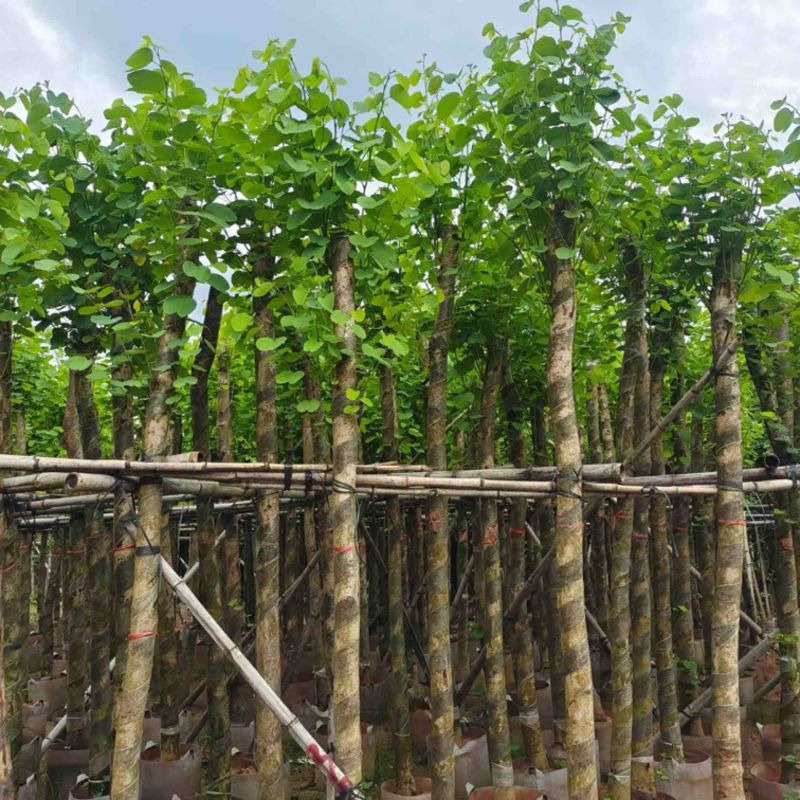 截杆宫粉紫荆5～15公分基地直销规格齐全欢迎老板来电