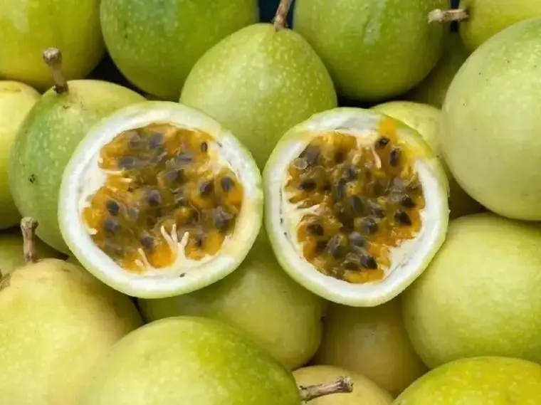 黄金百香果钦蜜9号与普通百香果对比图