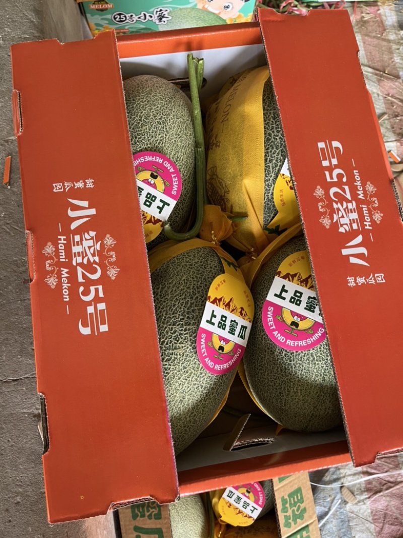 【精品】精品晓蜜25号哈密瓜产地直发价格美丽欢迎洽谈