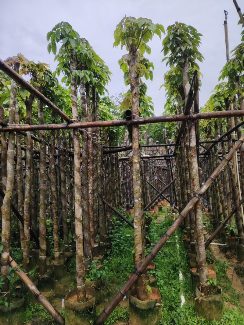 重阳木3～15公分基地直销规格齐全欢迎老板来电咨询