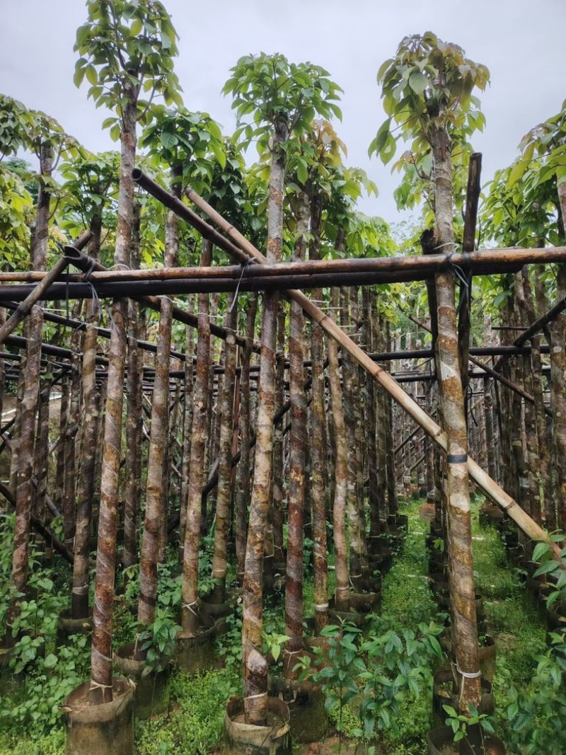 重阳木3～15公分基地直销规格齐全欢迎老板来电咨询