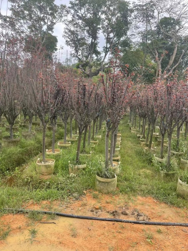 红叶李5～10公分基地直销规格齐全欢迎老板来电咨询