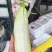 【推荐】羊角蜜甜瓜脆甜多汁现摘现发