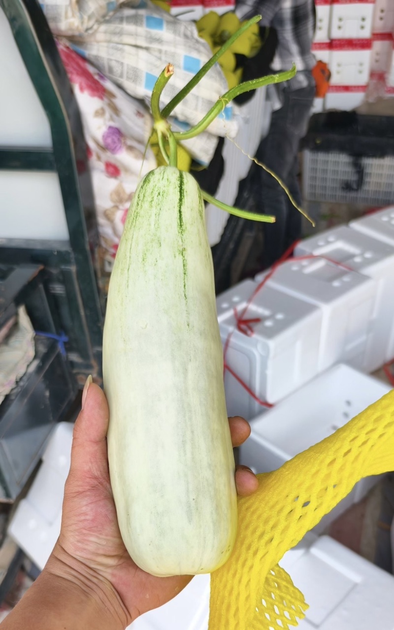 【推荐】羊角蜜甜瓜脆甜多汁现摘现发