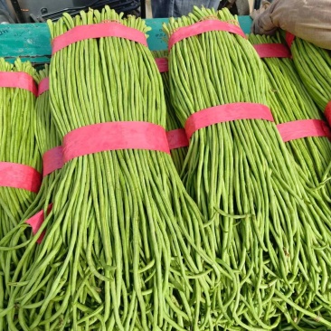 精品长豆角，青条豆角，河北邯郸产地直发，量大从优，新鲜对