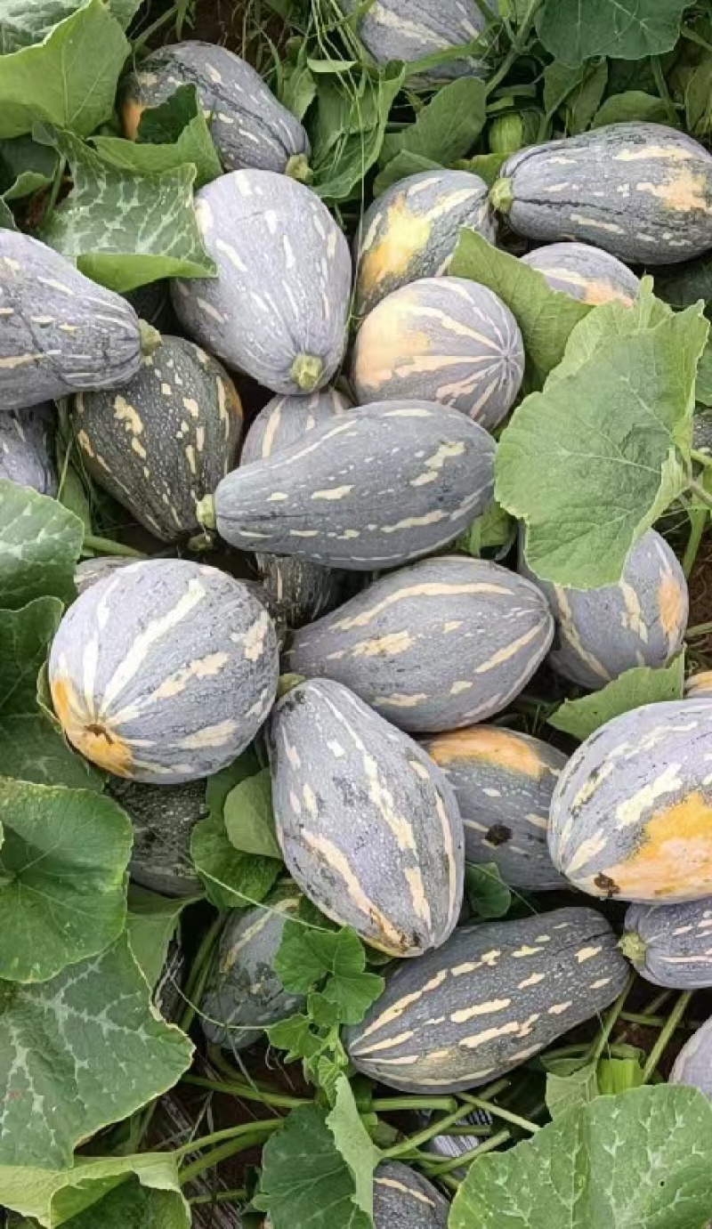 香芋南瓜香味浓郁基地直发产地直供粉糯香甜香芋南瓜