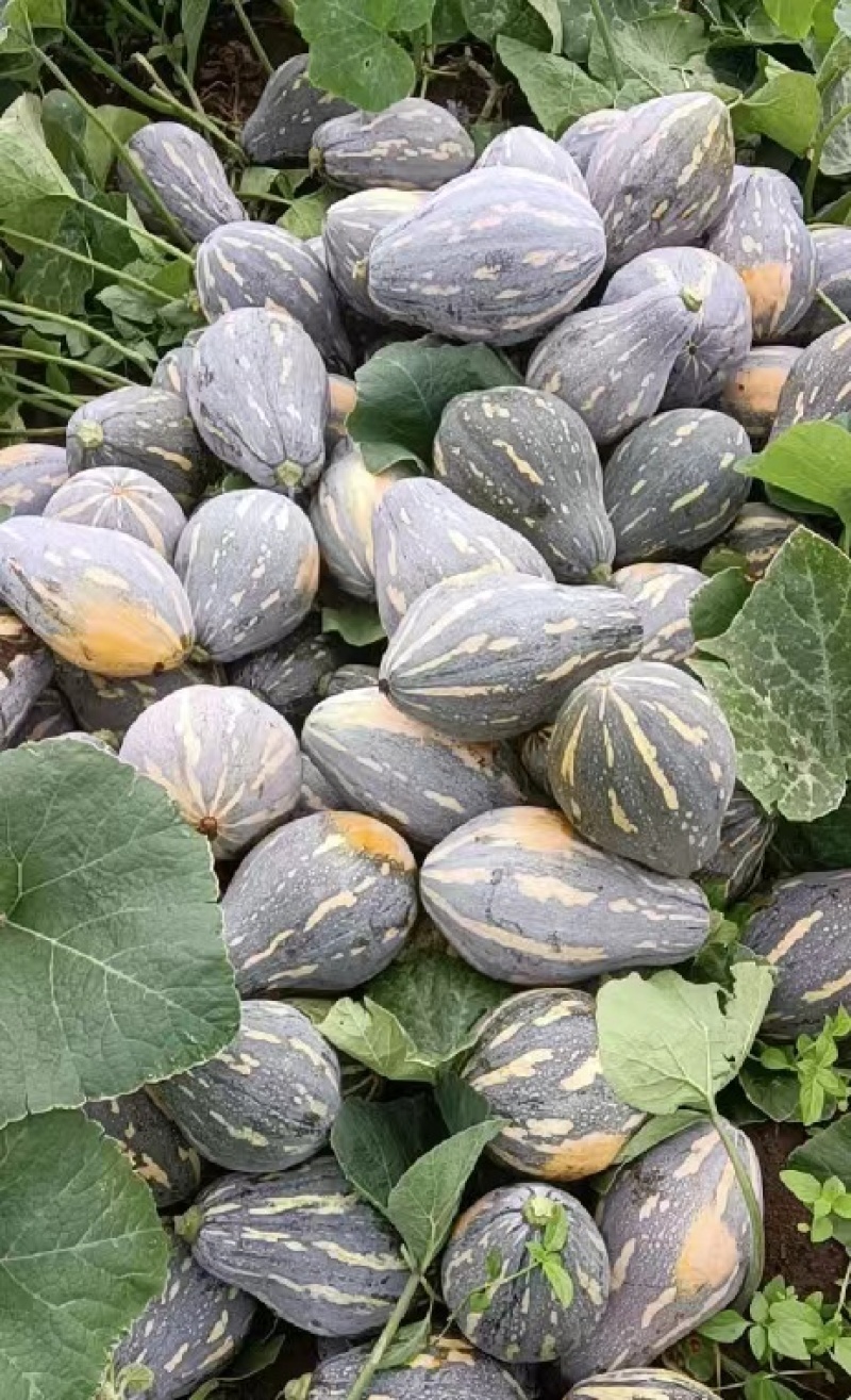 香芋南瓜香味浓郁基地直发产地直供粉糯香甜香芋南瓜