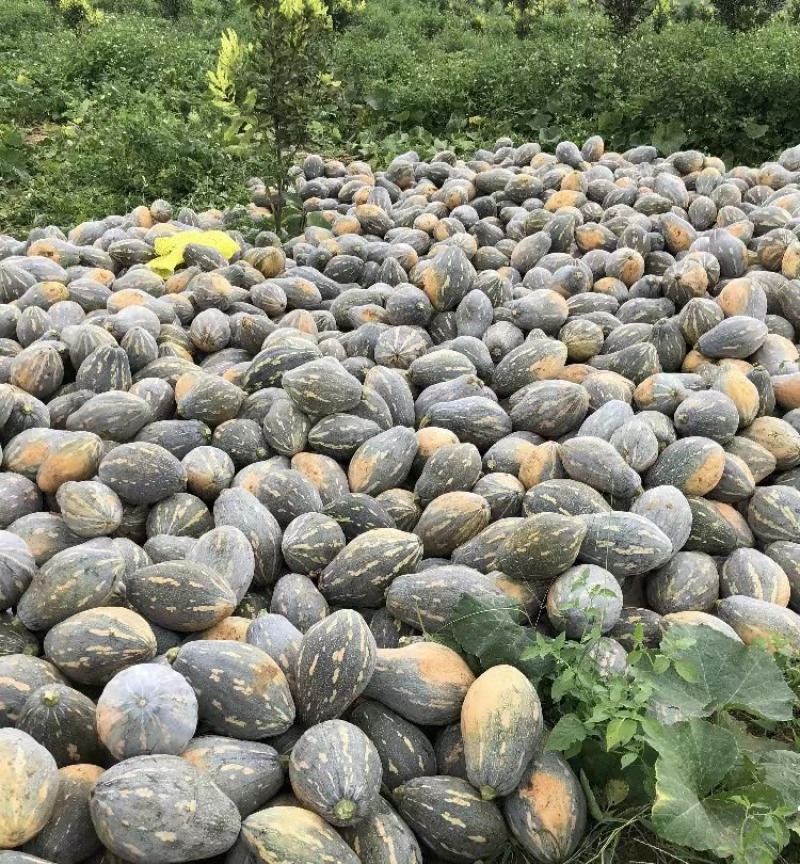 香芋南瓜香味浓郁基地直发产地直供粉糯香甜香芋南瓜