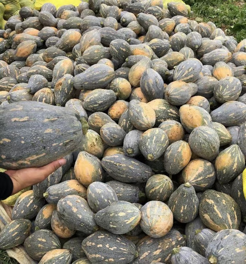 香芋南瓜香味浓郁基地直发产地直供粉糯香甜香芋南瓜