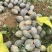 香芋南瓜香味浓郁基地直发产地直供粉糯香甜香芋南瓜