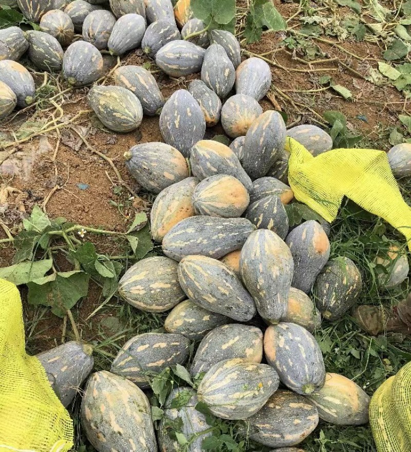 香芋南瓜香味浓郁基地直发产地直供粉糯香甜香芋南瓜