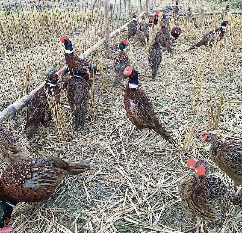 七彩山鸡，基地发货，散养山鸡，量大从优，欢迎来电