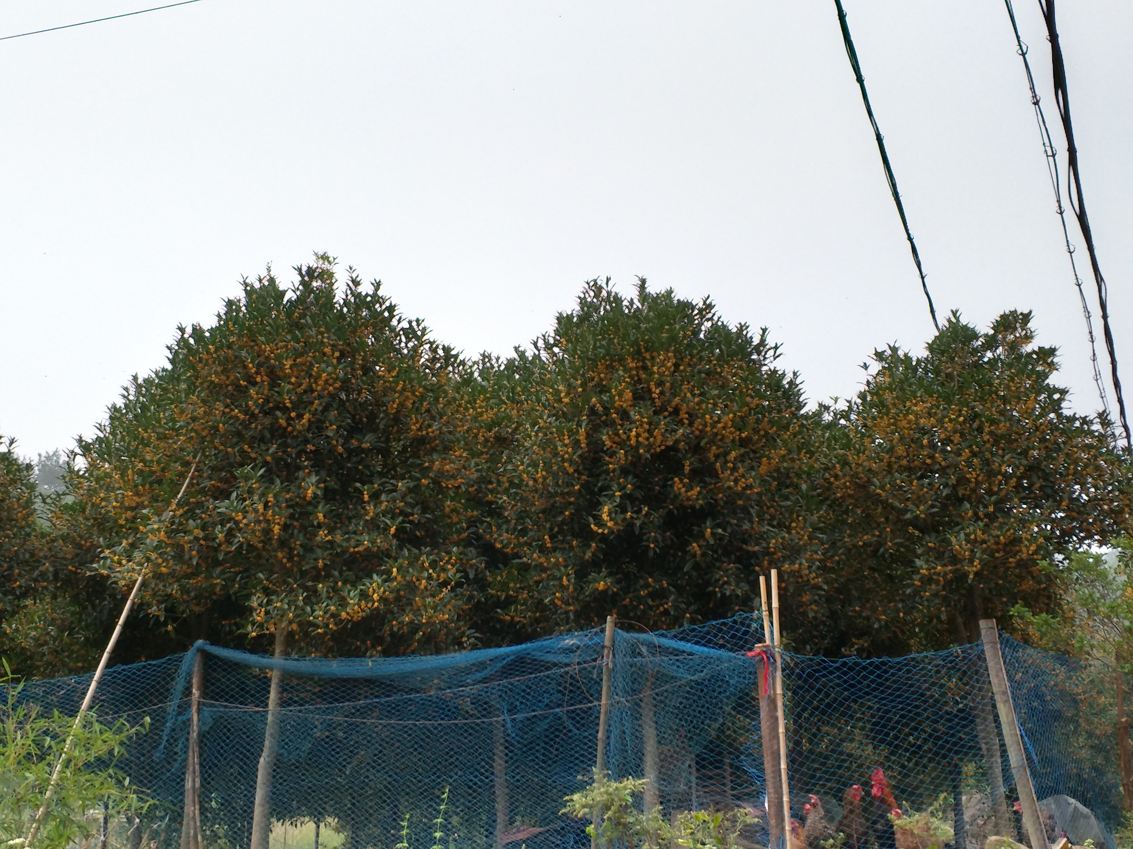 秋日园林中的丹桂树