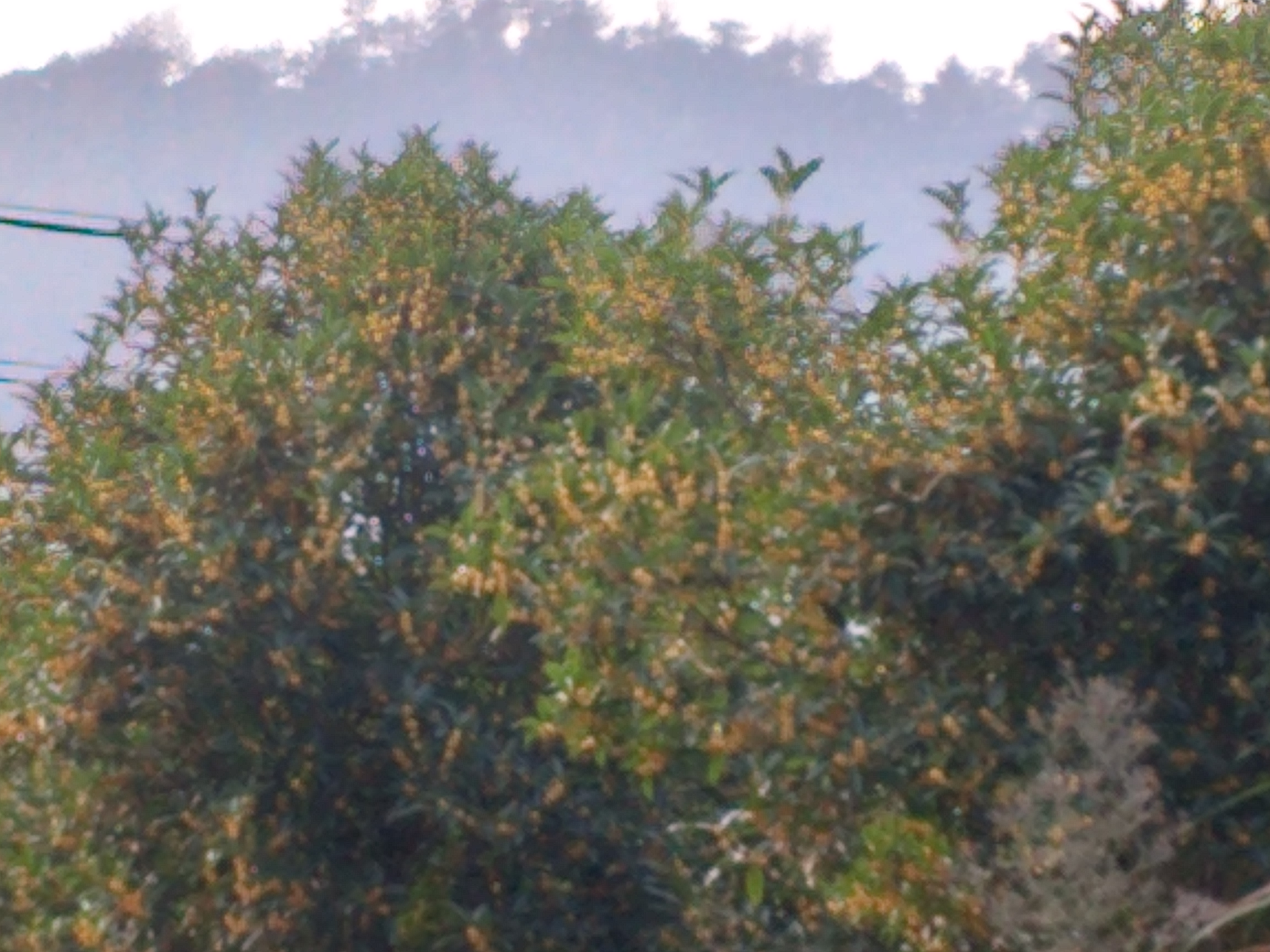 丹桂盛开在秋季