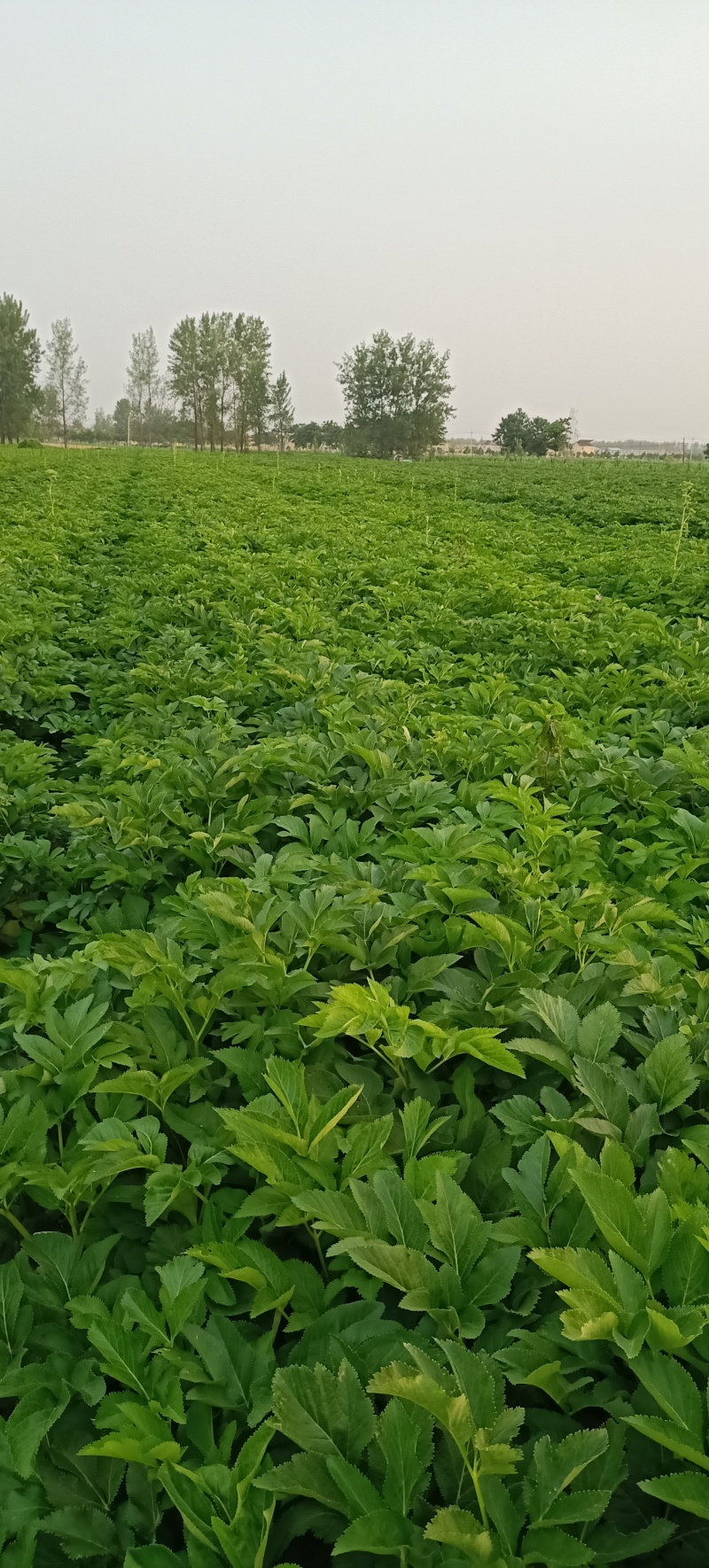 九亩白芷7月份上市