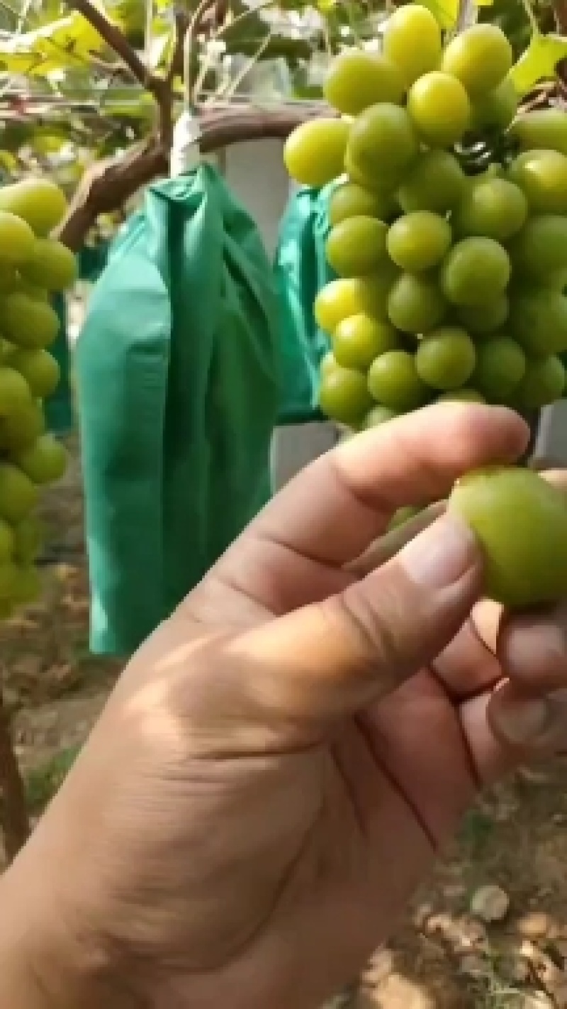 阳光玫瑰葡萄产地直发量大从优对接电商个头