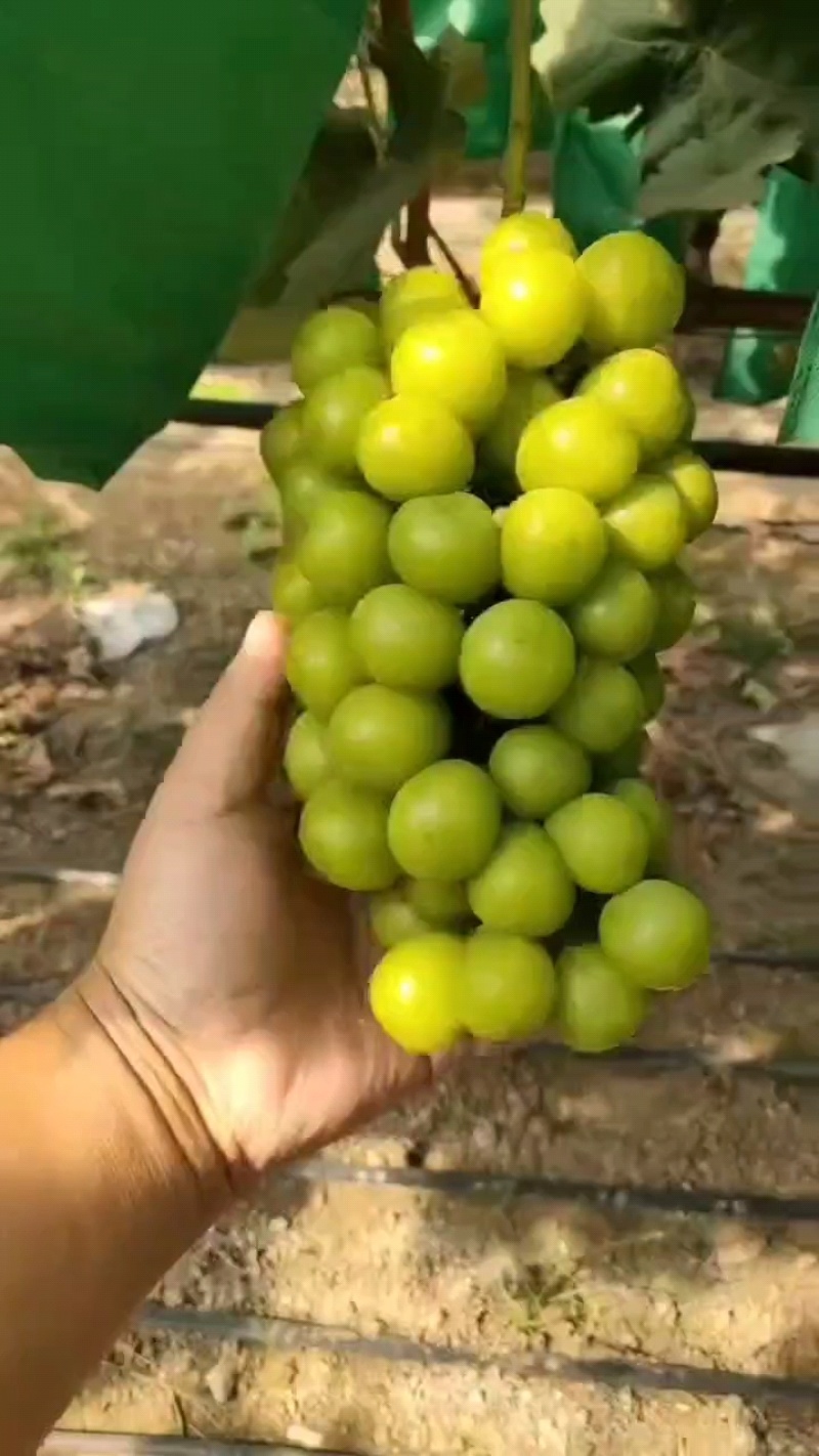阳光玫瑰葡萄产地直发量大从优对接电商个头