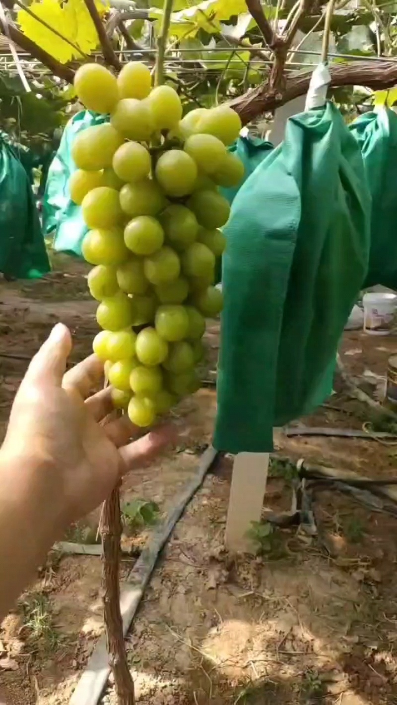 阳光玫瑰葡萄产地直发量大从优对接电商个头