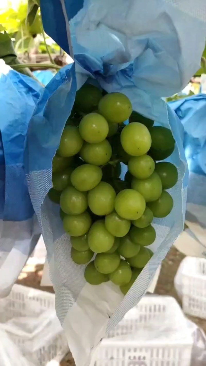 阳光玫瑰葡萄产地直发量大从优对接电商个头